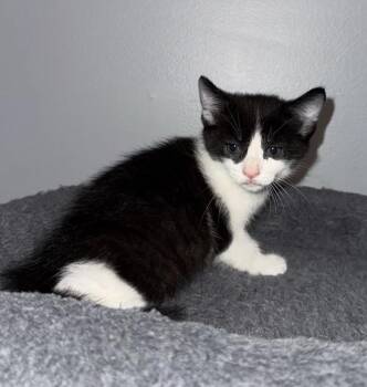 Dottie -  Domestic Short Hair Cat for Adoption in Poplar Grove, Illinois - Dottie | PetCurious