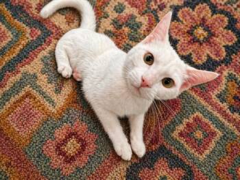 Domestic Short Hair Cats Available for Adoption in Waldorf, Maryland - COCO. #4292 | PetCurious