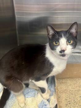 Juno -  Domestic Short Hair Cat for Adoption in Georgetown, South Carolina - Juno | PetCurious
