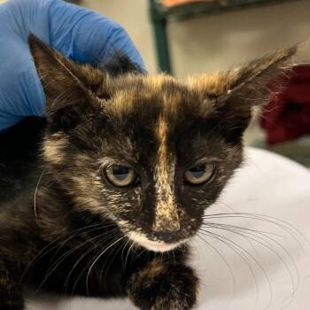 108810 -  Domestic Short Hair Cat for Adoption in Las Cruces, New Mexico - 108810 | PetCurious