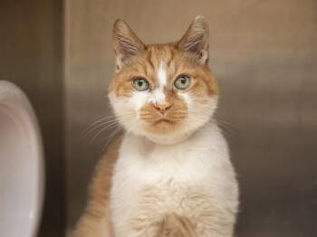 NIGEL -  Domestic Short Hair Cat for Adoption in Phoenix, Arizona - NIGEL | PetCurious