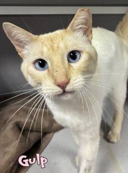 Gulp -  Domestic Short Hair Cat for Adoption in Mason, Michigan - Gulp | PetCurious