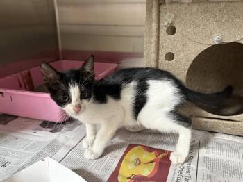 A233058 -  Domestic Short Hair Cat for Adoption in Grand Prairie, Texas - A233058 | PetCurious