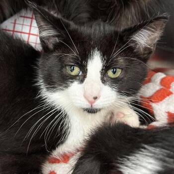 Nova -  Domestic Short Hair Cat for Adoption in Matteson, Illinois - Nova | PetCurious