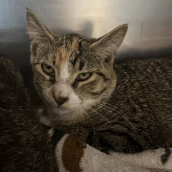 Dalia -  Domestic Short Hair Cat for Adoption in Matteson, Illinois - Dalia | PetCurious