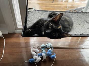 Huia -  Domestic Short Hair Cat for Adoption in Walled Lake, Michigan - Huia | PetCurious