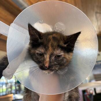 Millie -  Domestic Short Hair Cat for Adoption in Leander, Texas - Millie | PetCurious