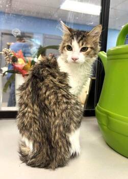 Rescue Domestic Medium Hair Cats for Adoption in Pegram, Tennessee - BONES | PetCurious
