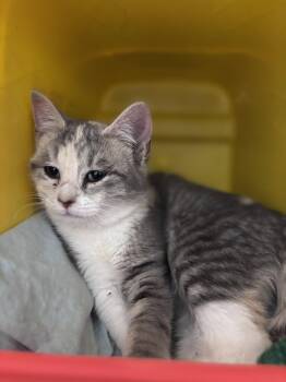 Domestic Short Hair Cats Available for Adoption in Rustburg, Virginia - Myrtle (Tilly) - At Shelter | PetCurious