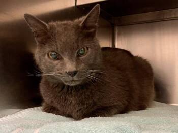 Domestic Short Hair Cats Available for Adoption in St. Peters, Missouri - A530484 | PetCurious