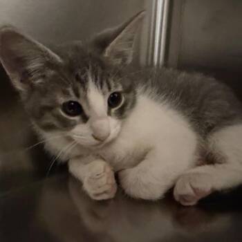Digiorno -  Domestic Short Hair Cat for Adoption in Cody, Wyoming - Digiorno | PetCurious