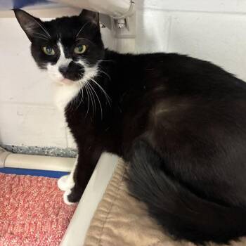 Mulberry -  Domestic Short Hair Cat for Adoption in Dayton, Ohio - Mulberry | PetCurious