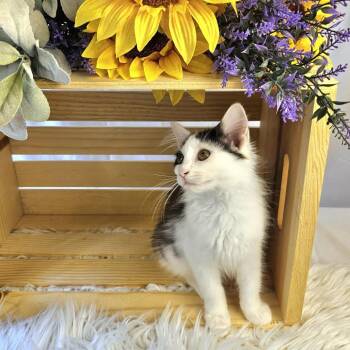 Beth -  Domestic Medium Hair Cat for Adoption in Charlottesville, Virginia - Beth | PetCurious