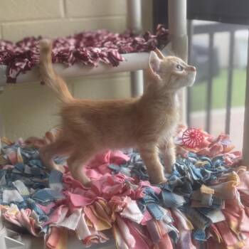 Penne -  Domestic Short Hair Cat for Adoption - Penne | PetCurious