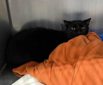 Inkwell -  Domestic Short Hair Cat for Adoption in Pierceton, Indiana - Inkwell | PetCurious