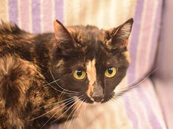 Domestic Short Hair Cats Available for Adoption in Portland, Oregon - Cossie | PetCurious