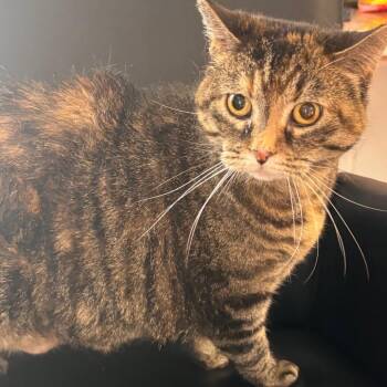 Domestic Short Hair Cats Available for Adoption in Belleville, Illinois - Starburst | PetCurious