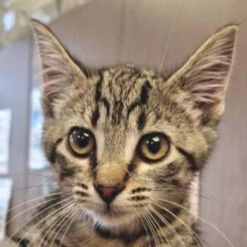 Penn -  Domestic Short Hair Cat for Adoption in Brenham, Texas - Penn | PetCurious