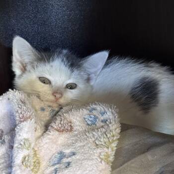 Porter -  American Shorthair Cat for Adoption in Midland, Michigan - Porter | PetCurious