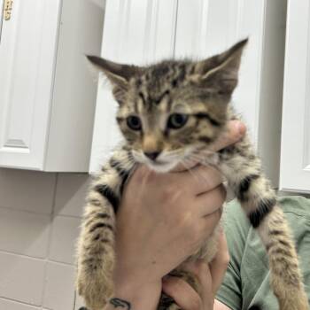 Blueberry -  Domestic Short Hair Cat for Adoption in Huntsville, Alabama - Blueberry | PetCurious