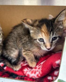 Other Worldly -  Domestic Short Hair Cat for Adoption in Westland, Michigan - Other Worldly | PetCurious