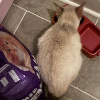 Domestic Short Hair Cats Available for Adoption - Oshae | PetCurious