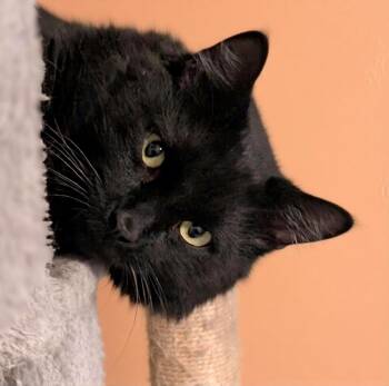 Chance -  Maine Coon and Domestic Long Hair Cat for Adoption in Hamilton, Ontario - Chance | PetCurious