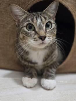 Rescue Domestic Short Hair and Tabby Cats for Adoption in New York, New York - June | PetCurious