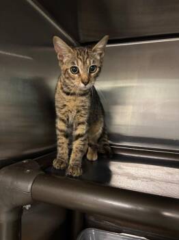 Natasha -  Domestic Short Hair Cat for Adoption in Metter, Georgia - Natasha | PetCurious