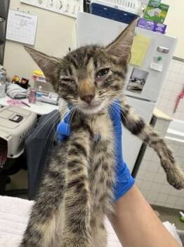 Klaus -  Domestic Short Hair Cat for Adoption in Palm Coast, Florida - Klaus | PetCurious
