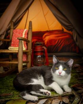 Sissy &Zena -  Domestic Short Hair Cat for Adoption in Lapeer, Michigan - Sissy &Zena | PetCurious