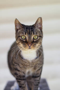 Rescue Domestic Short Hair Cats for Adoption in Lewisburg, Tennessee - Michael Scott | PetCurious