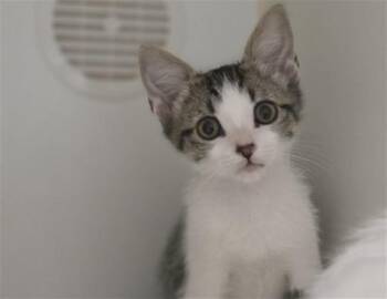 PANTS -  Domestic Short Hair Cat for Adoption in Salinas, California - PANTS | PetCurious