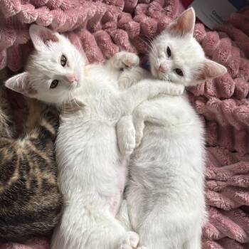 Leslie -  Domestic Short Hair Cat for Adoption in Lexington, Kentucky - Leslie | PetCurious