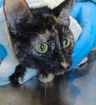 Ombra (O21) -  Domestic Short Hair Cat for Adoption in Lafayette, Indiana - Ombra (O21) | PetCurious
