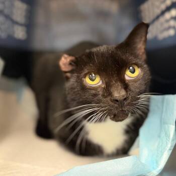 Mercy -  Domestic Short Hair Cat for Adoption in Sarasota, Florida - Mercy | PetCurious
