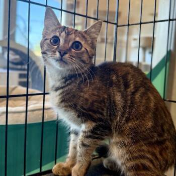 Nutmeg -  Domestic Short Hair Cat for Adoption in Louisville, Kentucky - Nutmeg | PetCurious