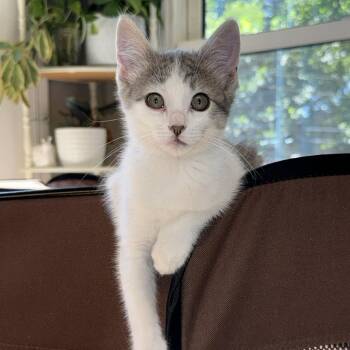 Juni -  Domestic Medium Hair Cat for Adoption in Saint Charles, Missouri - Juni | PetCurious