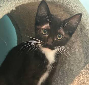 Domestic Short Hair Cats Available for Adoption - Tootsie | PetCurious