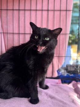 Rescue Domestic Short Hair Cats for Adoption in Chicago, Illinois - Nachina | PetCurious