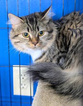 Rescue Domestic Medium Hair and Maine Coon Cats for Adoption in Greensboro, North Carolina - Jasmine | PetCurious