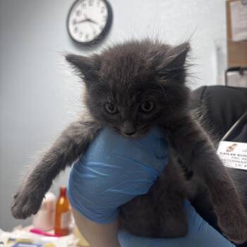 Skittles -  Domestic Long Hair Cat for Adoption in Riverside, California - Skittles | PetCurious