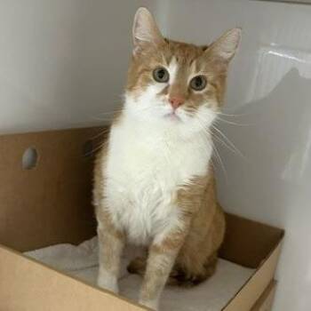 Domestic Short Hair Cats Available for Adoption - Aniken | PetCurious