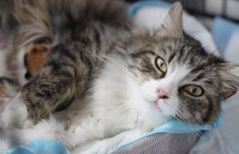 April ( Stunning long haired beauty) -  Domestic Long Hair Cat Available for Adoption - April ( Stunning Long Haired Beauty) | PetCurious