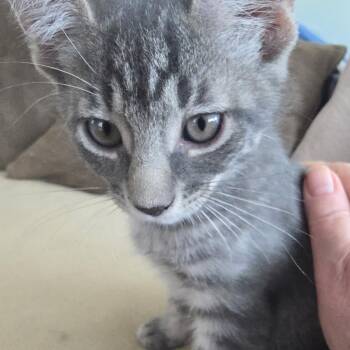 Matisse -  Domestic Short Hair Cat for Adoption in Folsom, Louisiana - Matisse | PetCurious
