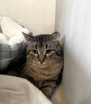 Domestic Short Hair Cats Available for Adoption - Pivot | PetCurious