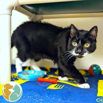 Domestic Short Hair Cats Available for Adoption - Amelia (The Great Catsby) | PetCurious