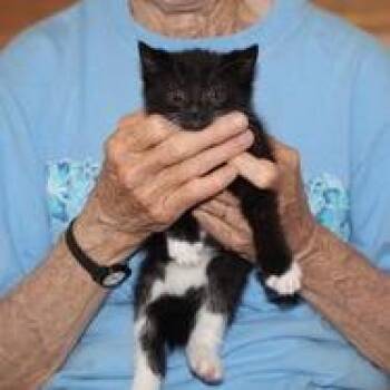 Velvet -  Domestic Short Hair Cat for Adoption in Winchester, Virginia - Velvet | PetCurious
