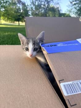 Noodle -  Domestic Short Hair Cat Available for Adoption in Martinsburg, West Virginia - Noodle | PetCurious