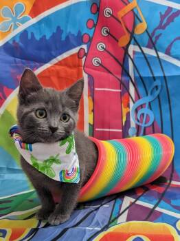 Fern -  Domestic Short Hair Cat Available for Adoption in Chesapeake Beach, Maryland - Fern | PetCurious